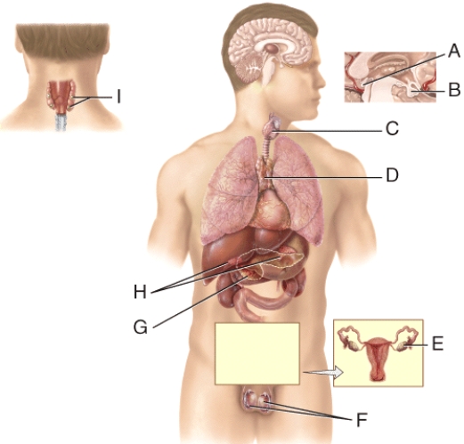 This gland's hormones help regulate blood calcium levels.