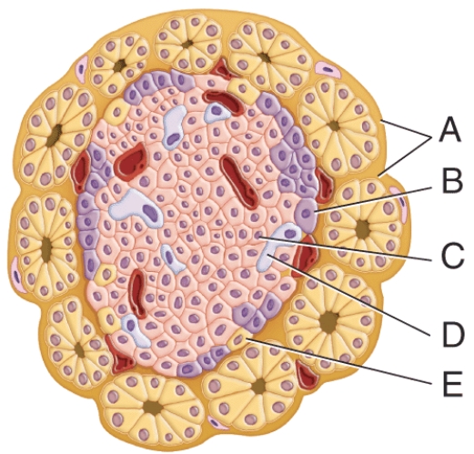 <strong>Which cell secretes somatostatin?  </strong> A) A B) B C) C D) D E) E <div style=padding-top: 35px> 