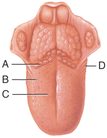 <strong>Which of the following papilla are mushroom shaped elevations that can contain about five taste buds each? </strong> A) A B) B C) C D) D E) All of these answer choices are correct.