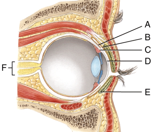 <strong>Where is the cornea? </strong> A) B B) D C) E D) F E) None of these answer choices are correct.