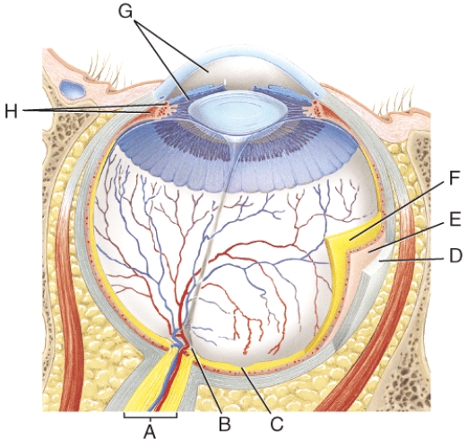 <strong>Where is the choroid? </strong> A) F B) E C) D D) G E) H
