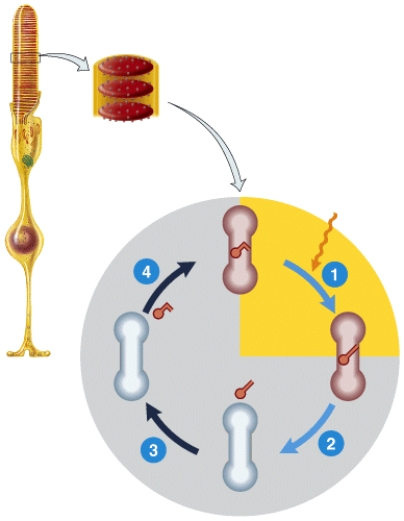 <strong>Which one represents bleaching? </strong> A) 1 B) 2 C) 3 D) 4 E) Both 2 and 4