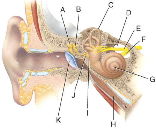 <strong>Where is the internal auditory canal? </strong> A) C B) D C) E D) F E) H