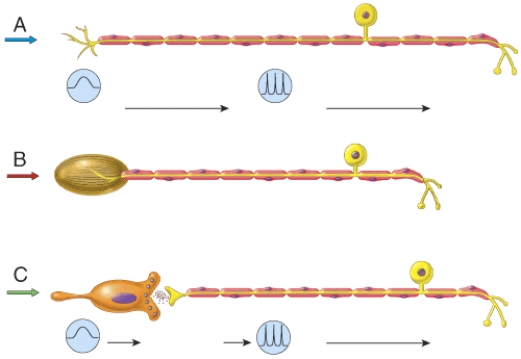 <strong>Which of the neurons in the figure would illustrate receptors for pressure and vibration?  </strong> A) A B) B C) C D) both A and B E) All of these answer choices are correct. <div style=padding-top: 35px> 