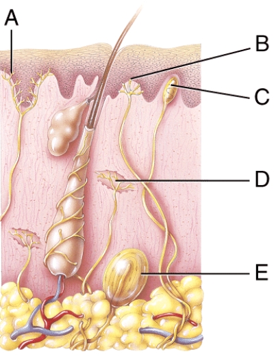 Which of the following represents a type II cutaneous mechanoreceptor that monitors the stretching of skin?
