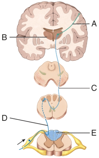 <strong>Which structure in the figure conducts impulses from the somatic receptors into the brain or spinal cord?  </strong> A) A B) B C) C D) D E) E <div style=padding-top: 35px> 
