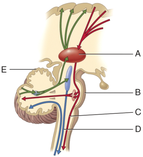 <strong>In the figure, where is the pons?  </strong> A) A B) B C) C D) D E) E <div style=padding-top: 35px> 