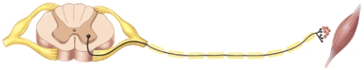 <strong>What does this figure represent? </strong> A) somatic nervous system motor pathway B) somatic nervous system sensory pathway C) autonomic nervous system motor pathway D) autonomic nervous system sensory pathway E) None of these answer choices are correct