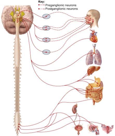 <strong>Postganglionic neurons from which ganglion supply the lacrimal gland? </strong> A) ciliary ganglion B) pterygopalatine ganglion C) submandibular ganglion D) otic ganglion E) pelvic splanchnic nerve