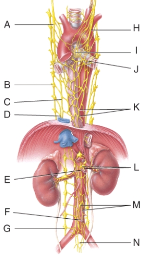 <strong>Where is the right vagus nerve in the figure? </strong> A) A B) B C) C D) H E) K