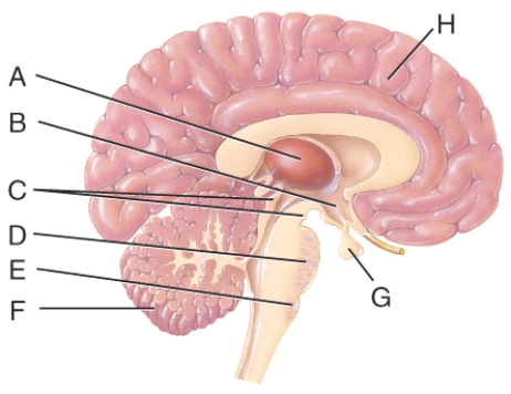 <strong>In reference to the figure, which letter illustrates the pituitary gland? </strong> A) D B) E C) F D) G E) H