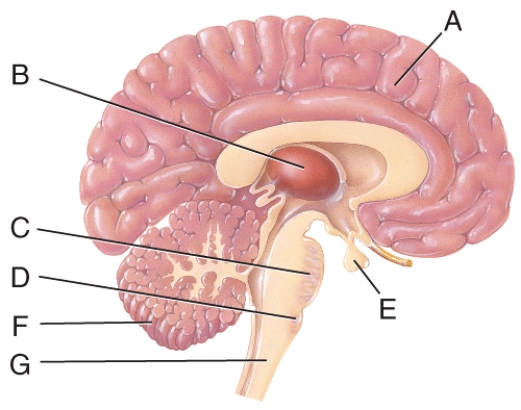 <strong>The major portion of the brain shown in the figure that is used to coordinate skilled movements and to regulate posture and balance would be: </strong> A) A B) B C) C D) E E) F