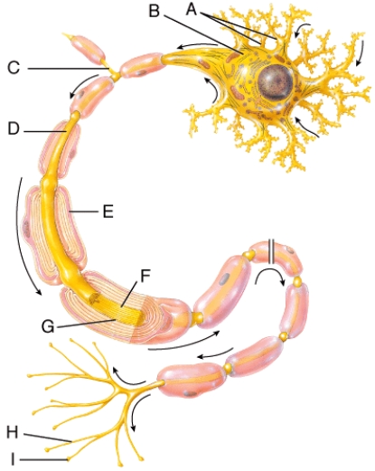 <strong>In the diagram below, where is the synaptic bulb? </strong> A) A B) B C) I D) D E) Both A and D