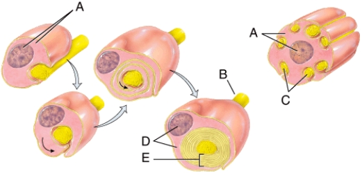 <strong>This is comprised of flattened cells that encircle the axon. </strong> A) A B) B C) C D) D E) E