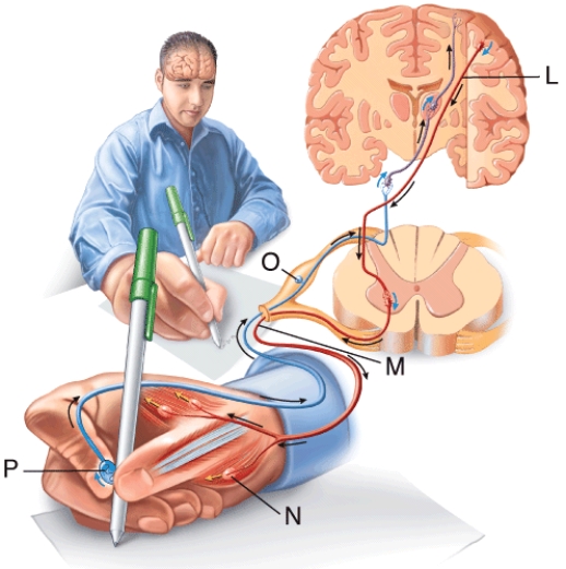 <strong>Using the diagram, identify the lower motor neuron. </strong> A) L B) M C) N D) O E) P