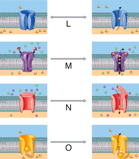 <strong>In the diagram, which figure demonstrates a voltage-gated channel? </strong> A) O B) N C) M D) L