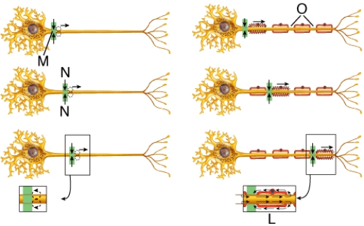 <strong>Using the diagram, which arrow is pointing to the nodes of Ranvier? </strong> A) L B) M C) N D) O