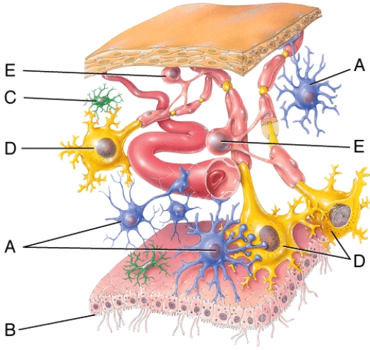 <strong>Which structure is indicated by the letter E? </strong> A) astrocyte B) microvillus C) microglial cell D) neurons E) oligodendrocytes