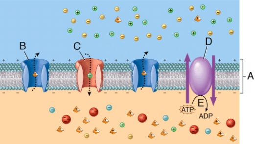 <strong>The resting membrane potential is indicated by which letter? </strong> A) A B) B C) C D) D E) E