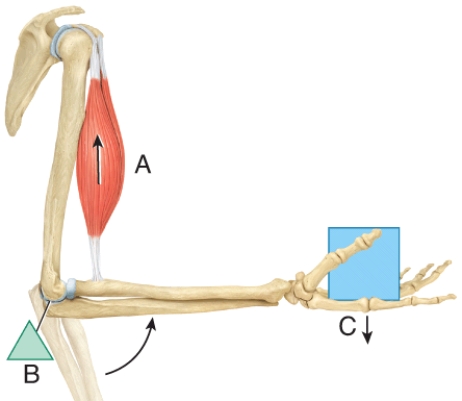 In the diagram, where is the fulcrum?  