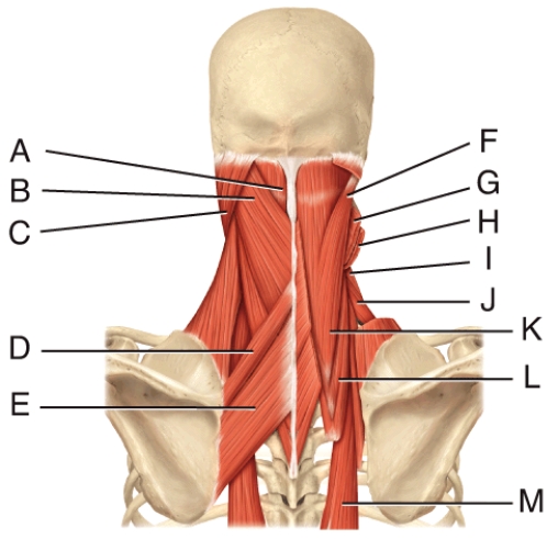 Where is the longissimus thoracis?  
