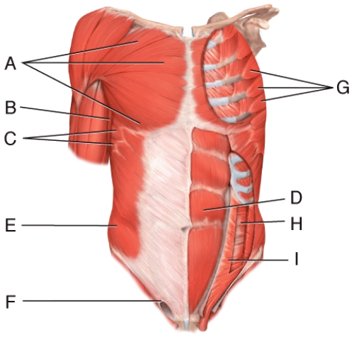 Where is the serratus anterior?  