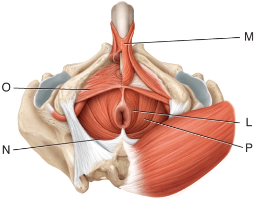 Where is the bulbospongiosus muscle?  