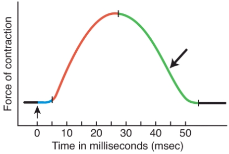 <strong>What is occurring during this period of a muscle twitch contraction? </strong> A) The muscle action potential sweeps along the sarcolemma and calcium ions are released from the sarcoplasmic reticulum. B) Ach binds to the ligand gated channels at the motor end plates. C) The level of Ca<sup>2+</sup> in the sarcoplasm decreases, because it is being actively transported back into the sarcoplasmic reticulum. D) Calcium ions bind to Troponin. E) Power strokes generate contractile force.
