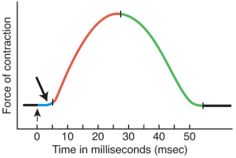 <strong>What is occurring during this period of a muscle twitch contraction? </strong> A) The muscle action potential sweeps along the sarcolemma and calcium ions are released from the sarcoplasmic reticulum. B) Crossbridge attachments form, and repetitive power strokes occur. C) The level of Ca<sup>2+</sup> in the sarcoplasm decreases, because it is being actively transported back into the sarcoplasmic reticulum and bound to calsequestrin. D) The muscle fiber relaxes as myosin heads detach from the actin filaments. E) Acetylcholinesterase is preventing the ligand gated channels at the motor end plate from binding to ACh.