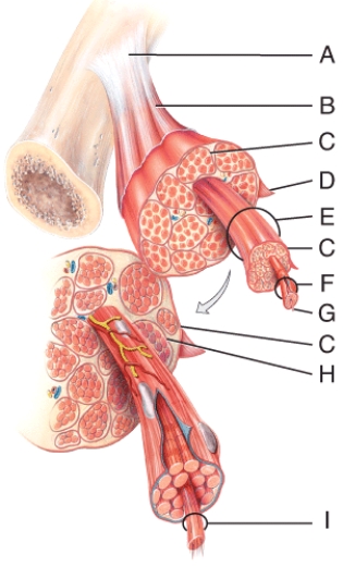 <strong>In the diagram, what is made from dense regular connective tissue? </strong> A) A B) H C) C D) D E) All of these choices