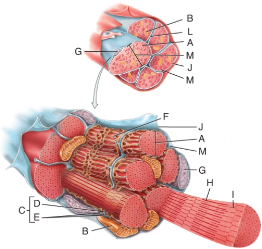 <strong>In the diagram, where is the thin filament? </strong> A) G B) H C) I D) J E) None of these choices