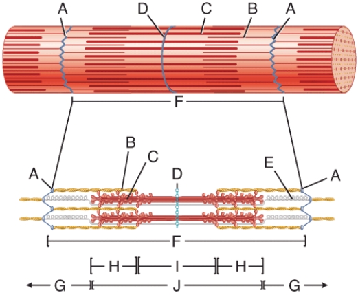 <strong>In the diagram, which structure is only a structural protein? </strong> A) B B) C C) E D) Both B and C E) All of these choices