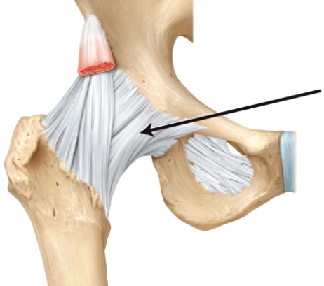 <strong>What is this structure? </strong> A) pubofemoral ligament B) coracohumeral ligament C) iliofemoral ligament D) oblique popliteal ligament E) ischiofemoral ligament