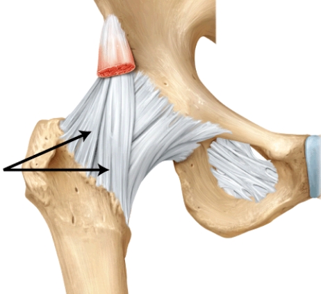 <strong>What is this structure? </strong> A) pubofemoral ligament B) coracohumeral ligament C) iliofemoral ligament D) oblique popliteal ligament E) ischiofemoral ligament