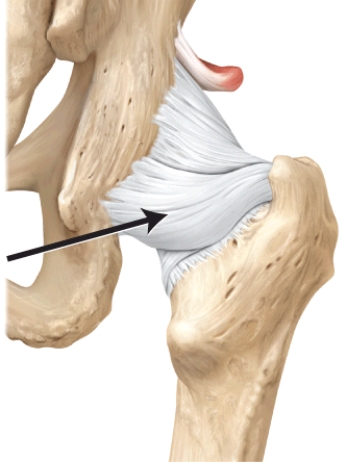 <strong>What is this structure? </strong> A) pubofemoral ligament B) coracohumeral ligament C) iliofemoral ligament D) oblique popliteal ligament E) ischiofemoral ligament