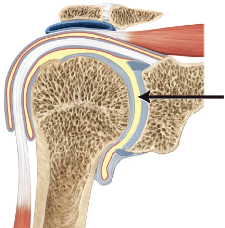 <strong>Identify this structure. </strong> A) acetabulum B) glenoid cavity C) acromion D) coracoid process E) femoral head