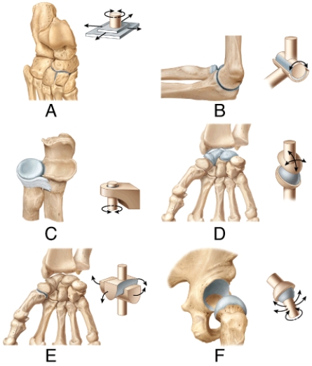 <strong>In the figure, which represents a saddle joint? </strong> A) A B) B C) C D) D E) E