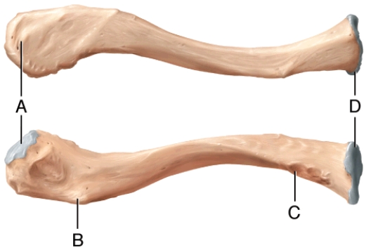 <strong>When in anatomical position, which landmark of the clavicle is located on the posterior and inferior surface of the lateral end of the bone? </strong> A) A B) B C) C D) D E) None of these choices