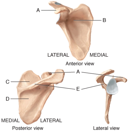 <strong>In the diagram, which of the labeled structures serve as attachment sites for tendons of the shoulder muscles? </strong> A) A, B B) B, C, D C) A, B, C D) A, B, C, D E) A, B, C, D, E