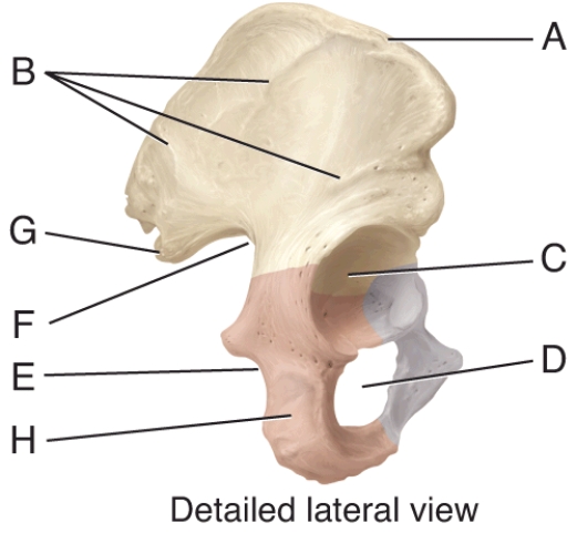 In the diagram of the hipbones, where is the posterior inferior iliac spine?  