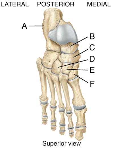 In the diagram of the foot, this is the only bone of the foot that articulates with the fibula and tibia.