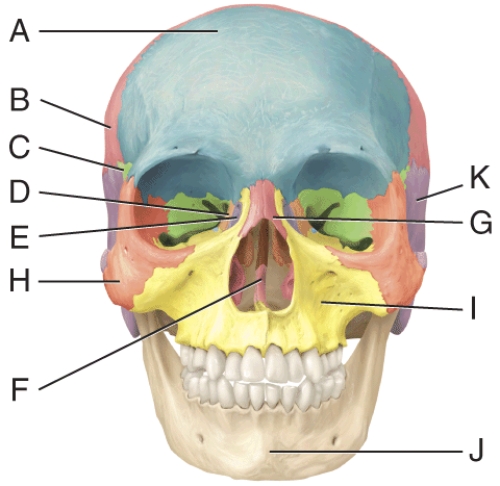 <strong>In the diagram, which bone primarily forms the roof of the cranial cavity? </strong> A) A B) B C) C D) D E) G