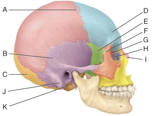 <strong>In the diagram, where is the styloid process? </strong> A) J B) K C) G D) H E) I