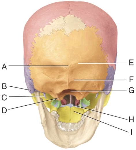 <strong>In the diagram, where is the palatine bone? </strong> A) B B) E C) H D) G E) I