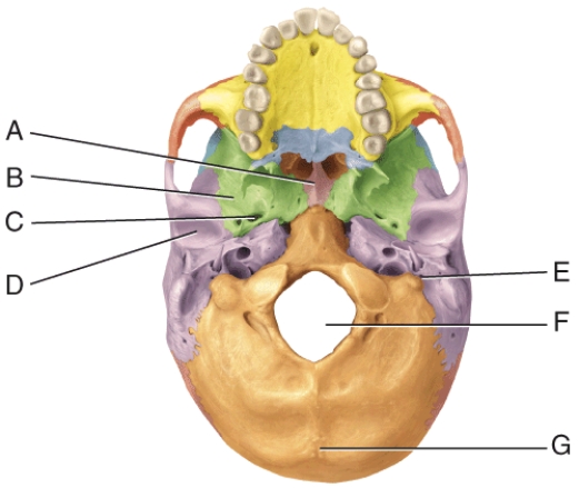 <strong>In the diagram, where is the vomer? </strong> A) A B) B C) C D) D E) E