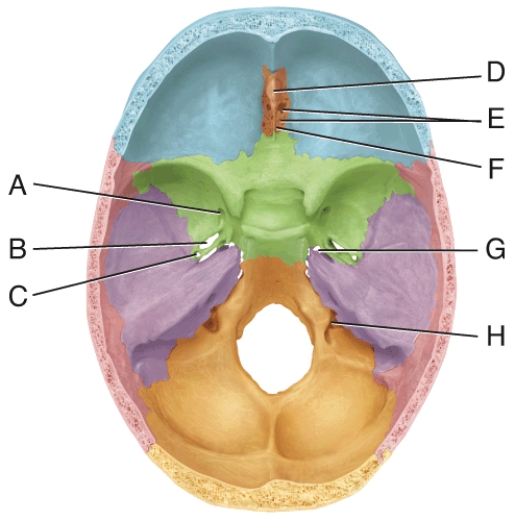<strong>In the diagram, where are the crista galli? </strong> A) D B) E C) F D) G E) H