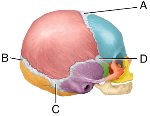 This fontanel usually closes within 18 to 24 months after birth.