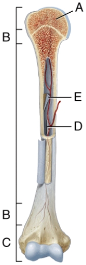<strong>Where in the diagram is the metaphysis? </strong> A) A B) B C) C D) D E) E