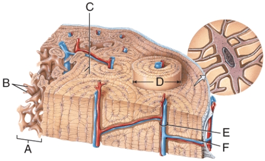 <strong>In the diagram, where is the perforating or Volkmann's canal? </strong> A) A B) B C) C D) E E) F