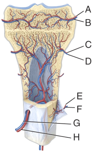 <strong>In the diagram, where is the metaphyseal artery? </strong> A) A B) B C) C D) D E) E